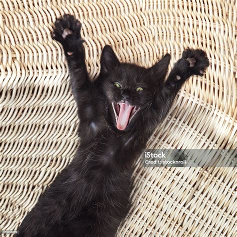 Surprise Kitty Cute Black Cat Screaming Stock Photo Download Image