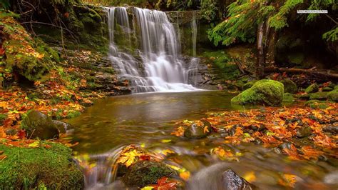Nature Waterfalls Forests Early Autumn Forest Leaves Fall Wallpapers