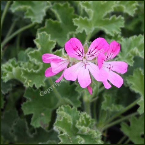 Buy Scented Pelargonium Pink Capitatum From Norfolk Herbs