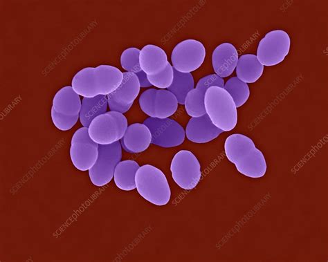 Streptococcus Pneumoniae Coccus Prokaryote Sem Stock Image C