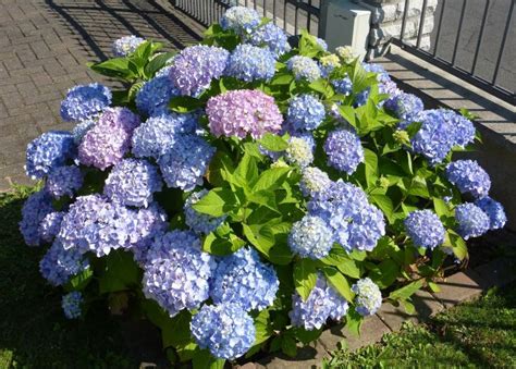 Hydrangeas How To Plant And Care For Hydrangea Shrubs The Old Farmer