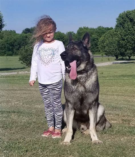 Are German Shepherds Large Breed