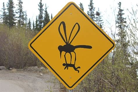 Alaskas State Bird Funny Street Signs Funny Road Signs Mosquito