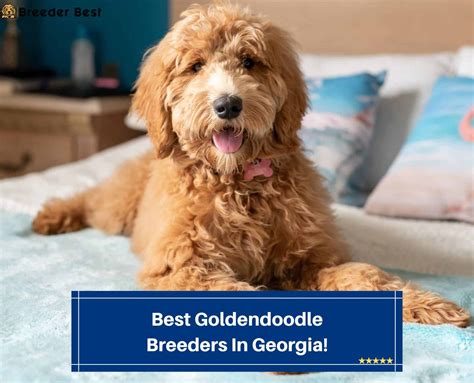 6 Best Goldendoodle Breeders In Georgia 2024 Breeder Best