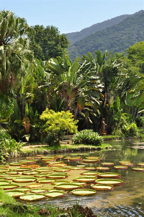 Compartilhar nas redes sociais rio de janeiro: Jardim Botânico do Rio de Janeiro - história, fotos ...