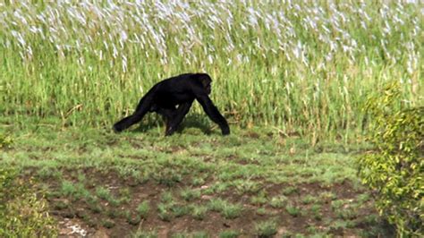 Bbc Two The Great Rift Africas Wild Heart Grass Foraging Expeditions