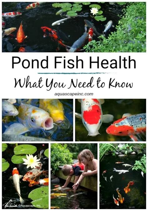 Pond Fish Health What You Need To Know Aquascape Inc