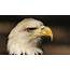 Celebrate ‘American Eagle Day’ This Saturday