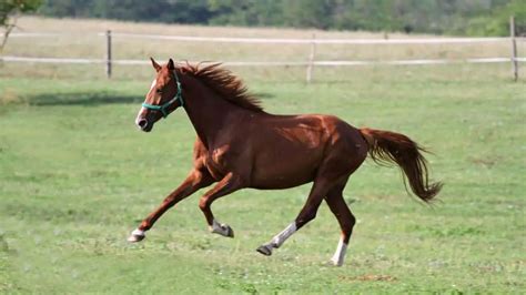 Anglo Arabian Horse Facts And Information Breed Profile Ahf 2022