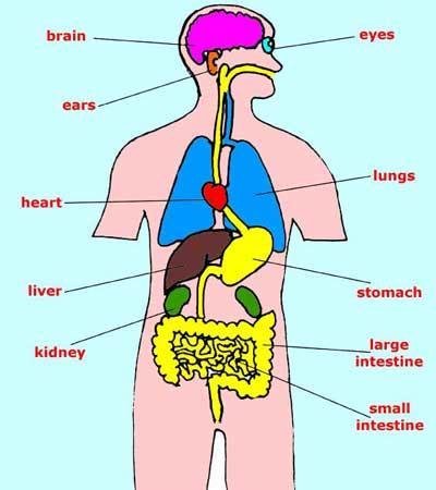 Diagram of human internal orgins. classIII: science Human System,Human Organs,Living Machine,Circulatory