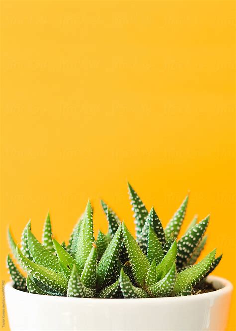 Succulent Plant By Stocksy Contributor Taylor Kampa Stocksy