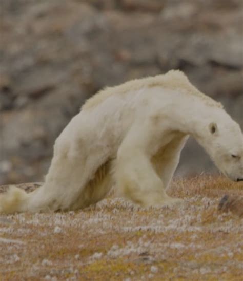 Video Of A Dying Polar Bear Previews Extinction Says Biologist