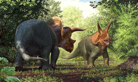 Triceratops Spp The World Of Animals