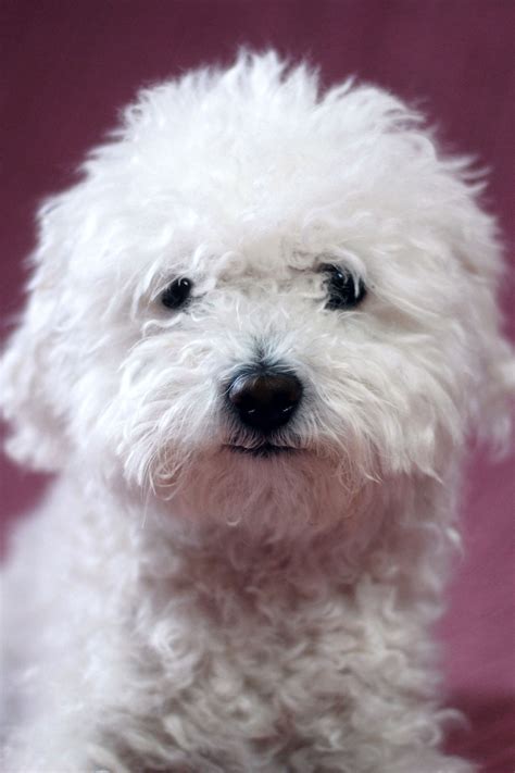 Little White Fluffy Dogs