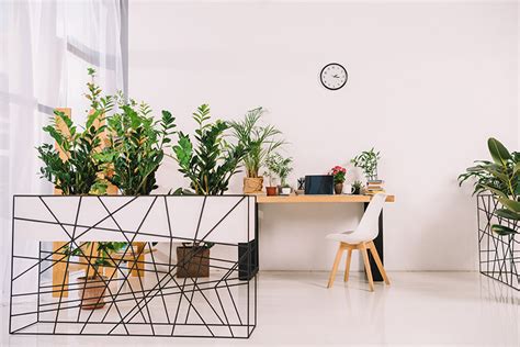 10 Best Office Plants The Definitive Guide