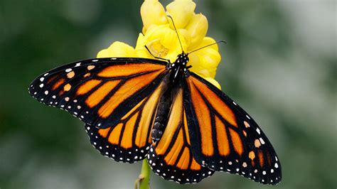 Monarch Butterfly Population Surges In Mexico