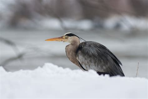 Premium Photo Grey Heron Ardea Cinerea