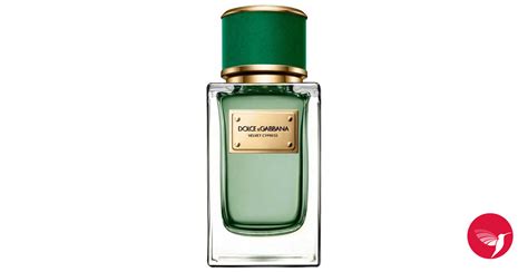 Velvet Cypress Dolceandgabbana Perfume A Fragrance For Women And Men 2017