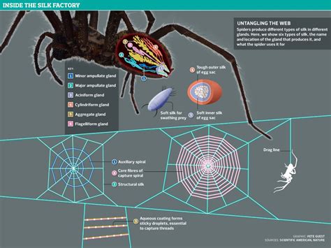 Untangling The Web How Spiders Use Their Silk Spider Spider Silk