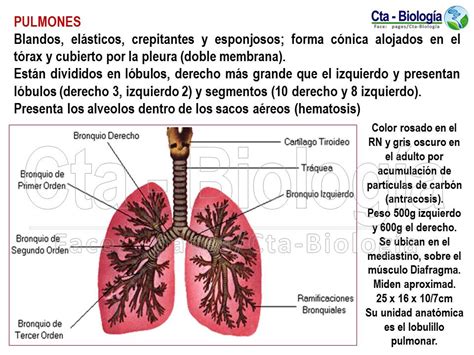 Biolog A Did Ctica Tema Sistema Respiratorio Humano