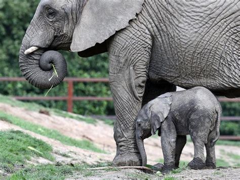 Watch This Newborn Baby Elephant Begin To Explore The World