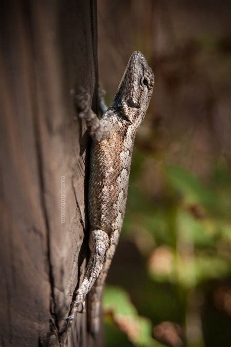 An Eastern Fence Lizard At The Nc Arboretum In Asheville North