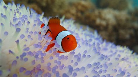 Clownfish Conundrum Udaily