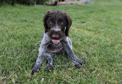 German Wirehaired Pointer Puppies For Sale Pa German Wirehaired