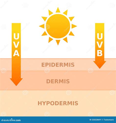 Sun Exposure Concept Uva And Uvb Rays Penetrates Into Dermis And