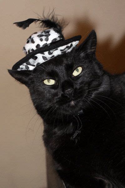 Fall Hat Month Celebrate With An Eye Catching Cat Hat Cattime Cat