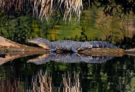 Alligator On Kiawah Island Kiawah Island South Carolina Beaches Kiawah