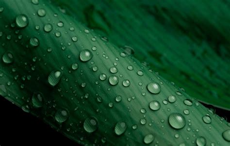 Dark Green Nature Water Droplets Royalty Free Images Stock Photos