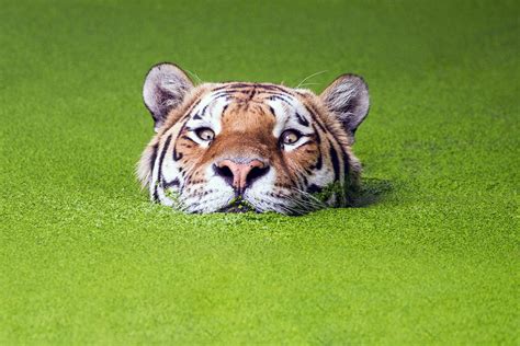 Nature Green Animals Tiger Muzzles Water Depth Of Field