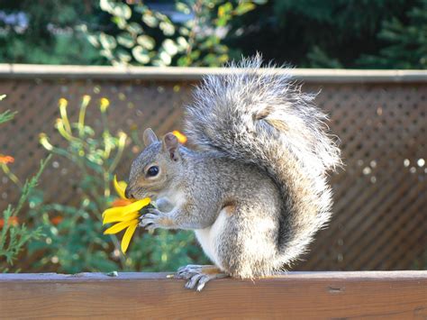 Fichiereastern Grey Squirrel Eating Sunflower — Wikipédia