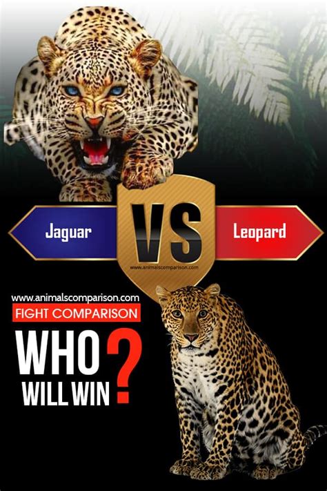 Leopard Vs Jaguar Fight Comparison Who Will Win