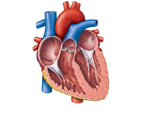 The heart consists of a range of tissues. BIO173 - Heart Anatomy - Coronal Section - PurposeGames