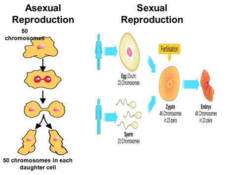 Asexual And Sexual Reproduction Genetics Quiz Quizizz