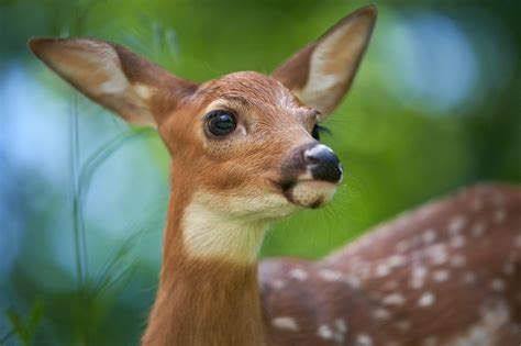 White Tailed Deer Fawn Deer Cute Animals Deer Pictures