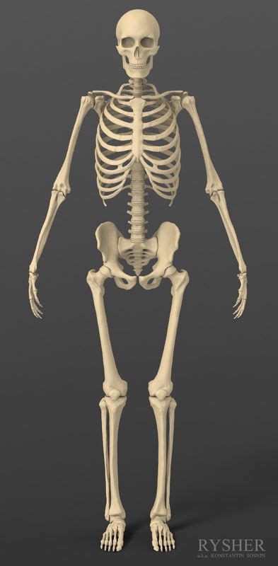 3d Model Human Male Skeleton Exact Male Skeleton Human