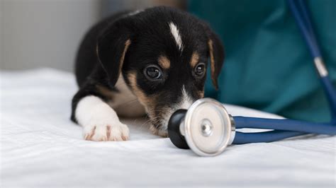 Pet Health 5 Signs Of Sickness In Your Pet You Should Never Ignore Vetic