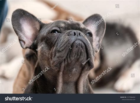 Portrait Adorable French Bulldogs Looking Waiting Stock Photo