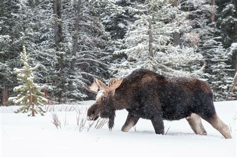 Bull Moose In Snow Sean Crane Photography