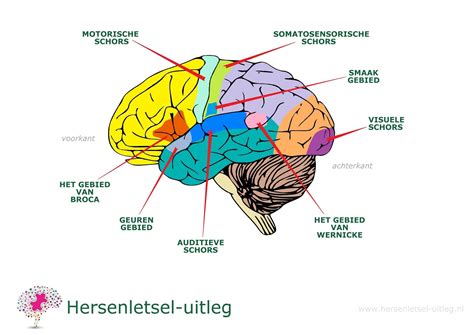 Poster Hersenfunctiegebieden Anatomie Neurologie Hersenletsel Uitleg Nl
