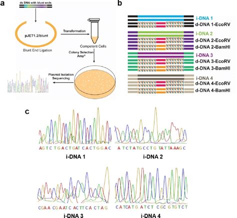 A Scheme Of Blunt End Ligation Cloning Sequencing Procedure B Four