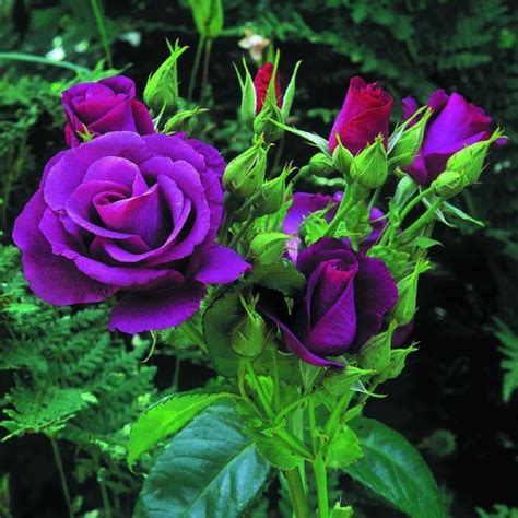 Most Beautiful Rose Flower Pictures Blue Rose Pretty