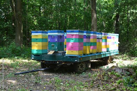 Beehive Transportation Relocating Honey Bees On Car Trailer In Forest