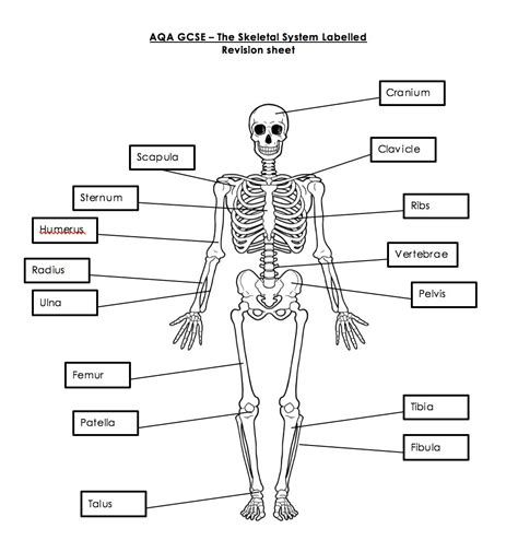 Skeletal System Worksheet Key