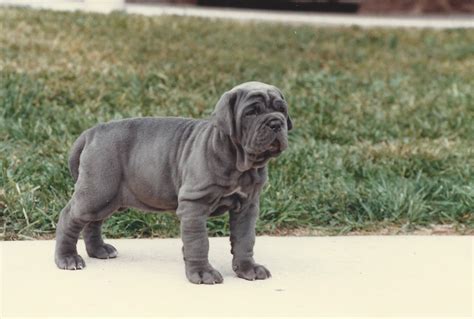 Neapolitan Mastiff Temperament Lifespan Shedding Puppy