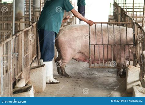 Farmers Are Corning Back Into The Pig Farm Pig Farm Organic Livestock