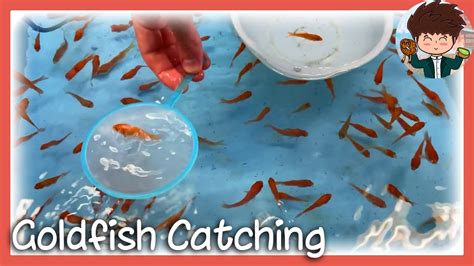 Goldfish Catching Game In Yamatokoriyama Nara 🎣🐠 Kiwi In Japan 137